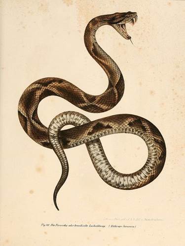 A snake coiled up in a circle

AI-generated content may be incorrect.